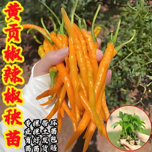 湖南黄贡椒苗高产辣椒苗秧苗四季黄线椒苗黄皮椒苗薄皮尖椒老品种