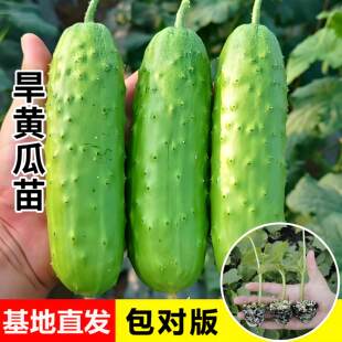 四季水果黄瓜苗秧高产老品种东北旱黄瓜苗带土盆栽秧苗幼苗阳台老