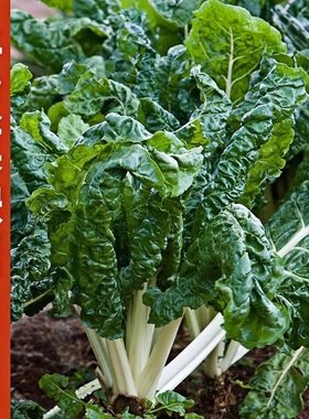 牛皮菜苗秧苗种籽莙荙菜重庆根达菜籽种孑厚皮菜青菜菜苗君达菜苗