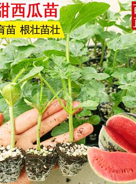 冰糖麒麟西瓜苗子8424京欣西瓜秧苗种子黑皮无籽西瓜农家盆栽水果