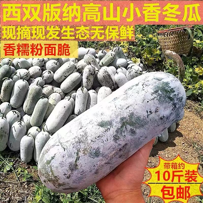 灰冬瓜香冬瓜新鲜翡翠冬瓜云南版纳高山原生态白毛冰川蔬菜包邮