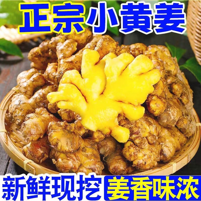 正宗云南小黄姜新鲜罗平生姜老姜农家自种黄姜月子姜干姜非嫩母姜