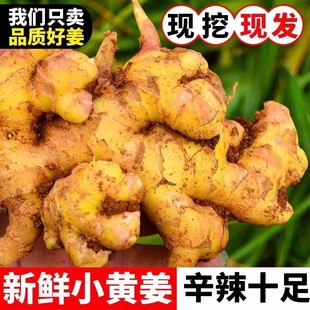 正宗云南小黄姜生姜新鲜食用黄姜农家自种新姜现挖现发整箱装 包邮