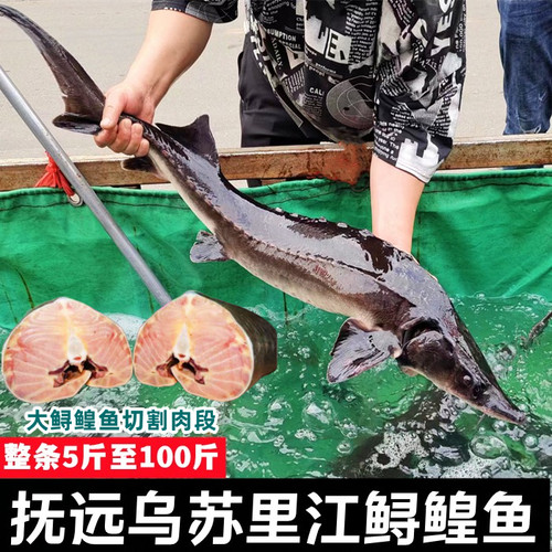 鲟鱼黑龙江抚远特产龙鱼鳇鱼整条鲜活速冻东北黄鱼肉食用水产大鱼 - 封面