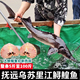 鲟鱼黑龙江抚远特产龙鱼鳇鱼整条鲜活速冻东北黄鱼肉食用水产大鱼