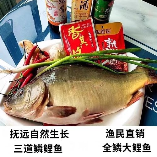 鲜活黑龙江三道鳞大鲤鱼