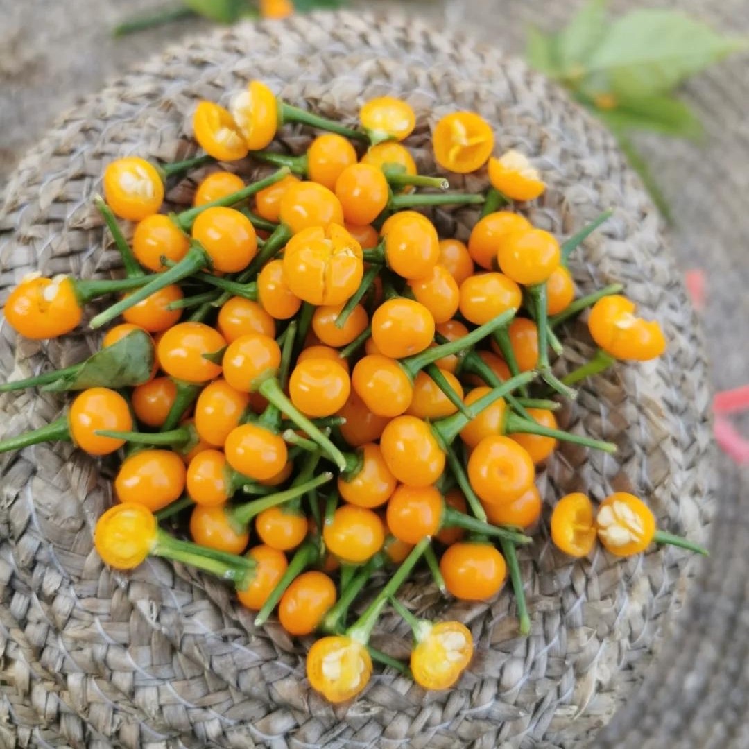 秘鲁查拉皮塔辣椒AJI中高辣稀有迷你独特果香黄金小黄麻奢饰料理