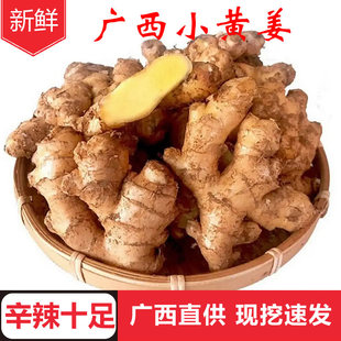 广西小黄姜新鲜老姜土姜月子姜食用炒菜煲汤泡脚洗头擦身子现挖发