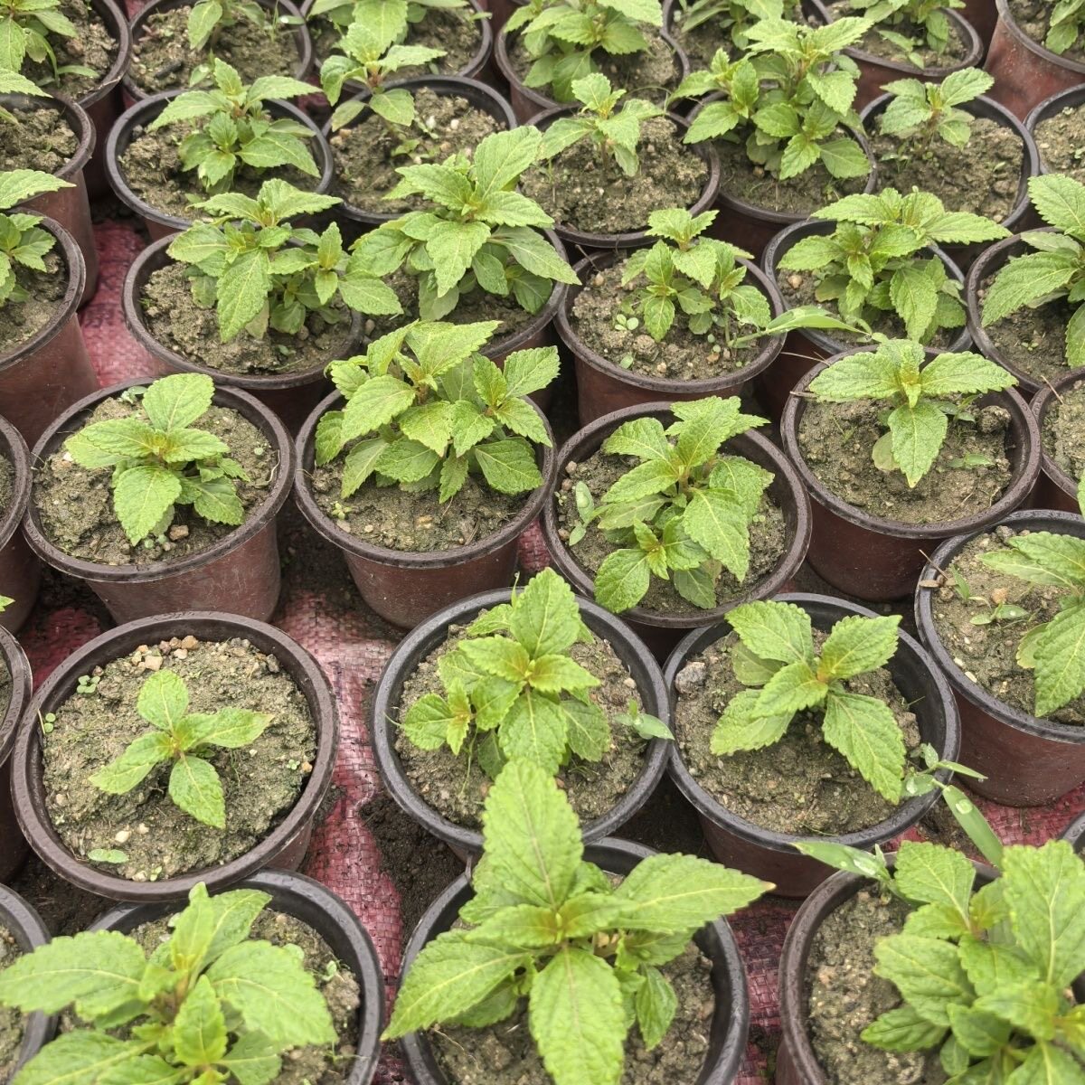 土黄连 黄溪黄苗 熊胆草 溪沟草 黄汁草苗绿植盆栽原杯易活种植
