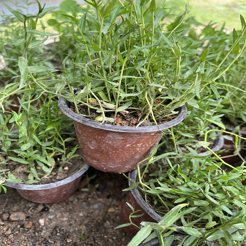 半边莲盆栽半边莲种植苗中草药材解索细米草药用蛇脷草阳台盆栽