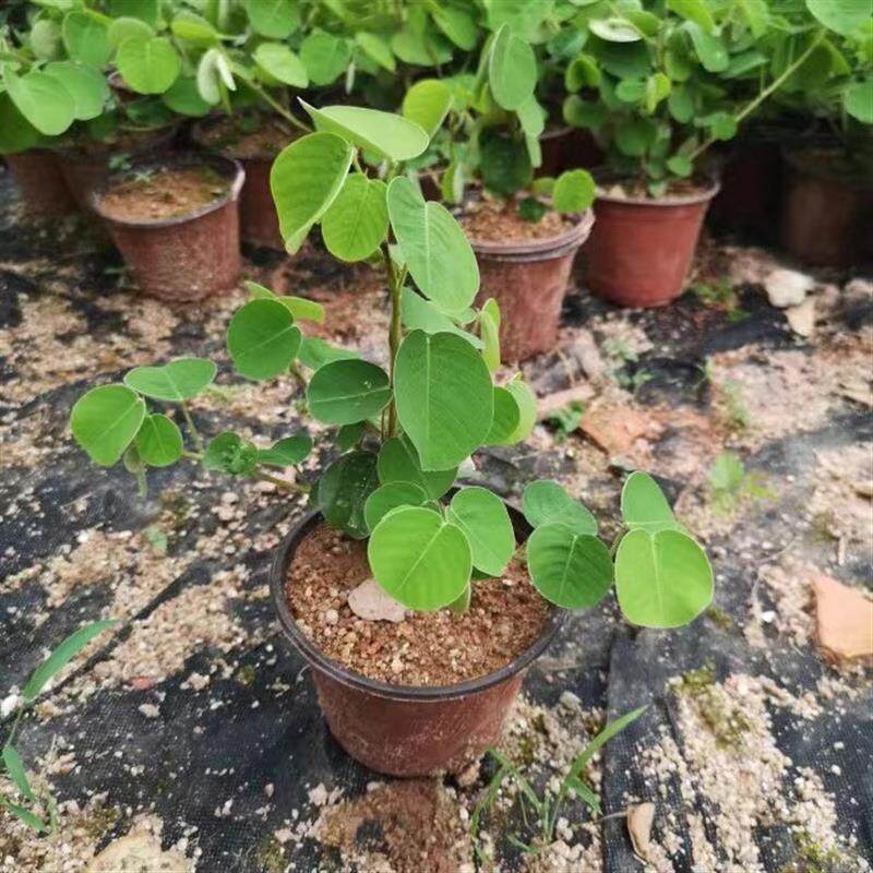 广金钱草苗大叶金钱种植苗中草药大叶落地金钱绿植盆栽棵原杯包邮