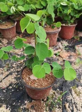 广金钱草苗大叶金钱种植苗中草药大叶落地金钱绿植盆栽棵原杯包邮