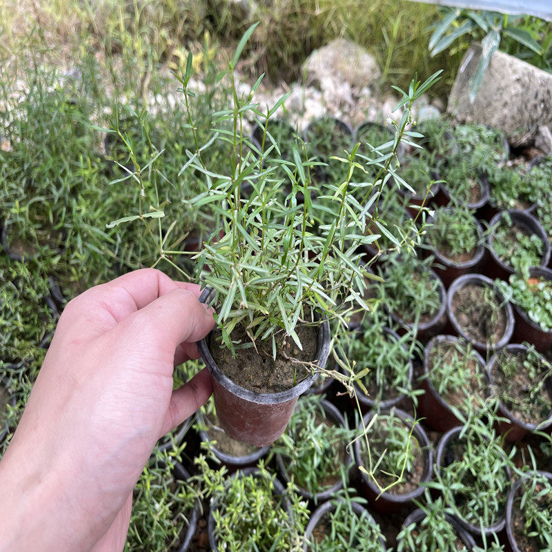 蛇舌草苗白花蛇舌草盆栽绿植杀菌草药配伍的半枝莲苗也有百花草苗