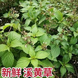 溪黄草新鲜熊胆草现摘溪黄草茶溪沟草山阳面黄汁草血风草包邮干货