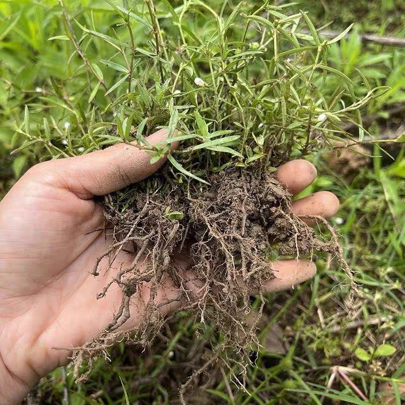 蛇舌草苗白花蛇舌草盆栽绿植杀菌草药配伍的半枝莲苗也有百花草苗