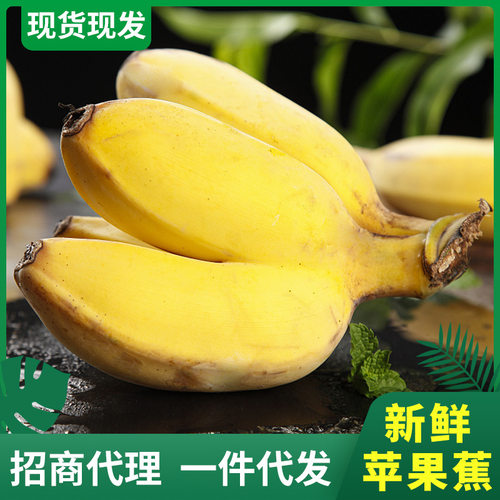 苹果蕉 当季土楼新鲜现摘整箱装孕妇水果香甜小香蕉
