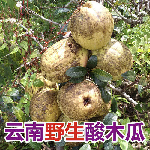 云南野生新鲜酸木瓜3斤装