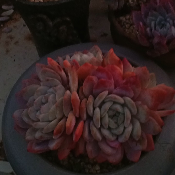 雪天使带盆,鲜花速递/花卉仿真/绿植园艺,多肉植物,淘宝优惠券,粉丝福利购,淘宝优惠卷