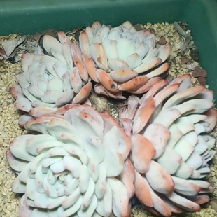 雪天使四头带土球