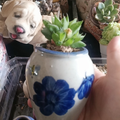 康平带盆