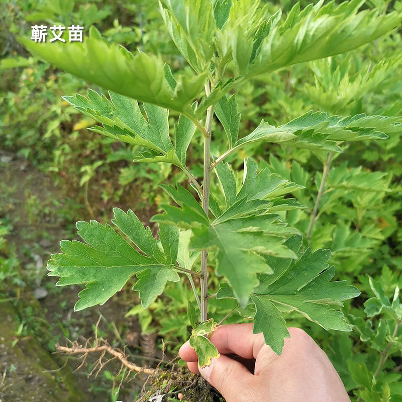 蕲艾苗盆栽地种药用艾草植物