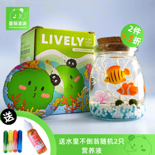 微景观生态瓶水培球藻创意迷你