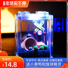海藻球微景观生态缸鱼缸桌面迷你小盆栽水培植物球藻创意礼物趣味
