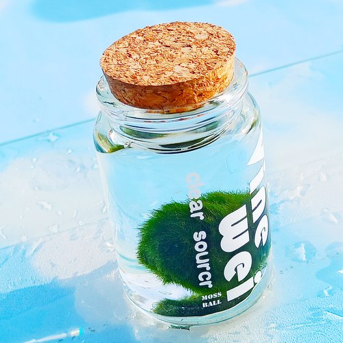 moss绿藻球水藻球水培植物