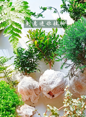 苔藓微景观 水陆缸生态缸种植材料土培水培创意迷你室内桌面植物
