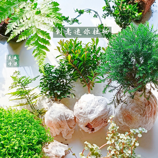 苔藓微景观 水陆缸生态缸种植材料土培水培创意迷你植物室内四季