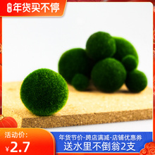 海藻球微景观生态瓶鱼缸室内桌面水培创意迷你植物水生绿球藻 包邮