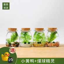 幸福海藻球微景观生态瓶创意迷你植物桌面玻璃瓶水培球藻盆栽礼物