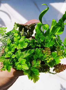 苔藓微景观水陆缸生态缸小植物网纹草蕨类创意迷你植物造景材料