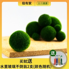 包邮 海藻球微景观生态瓶鱼缸水培球藻创意迷你植物水生水底绿藻