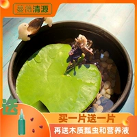 Один -линейная лотосная миска с лотосным гидропонным растением.