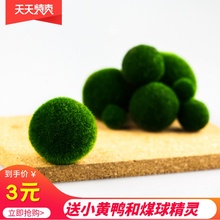 9.9包邮海藻球微景观生态瓶鱼缸水培植物球藻创意迷你植物水生