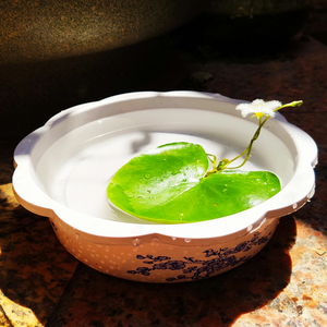 包邮水草一叶莲睡莲碗莲无土水培植物桌面盆栽绿植花卉鱼花共养