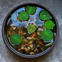 鱼缸造景水草种子活体懒人植物睡莲四季植物碗莲种子草缸水草浮萍