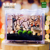 海藻球微景观生态瓶室内桌面趣味鱼缸水培植物球藻小盆栽创意礼物