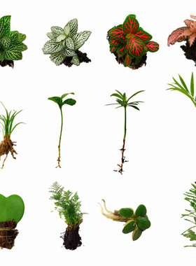 苔藓微景观DIY材料 网纹草单颗植物鲜活绿植生态缸水陆缸造景蕨类