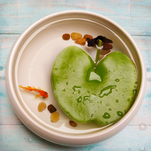 一叶莲碗莲水培植物睡莲买一送一