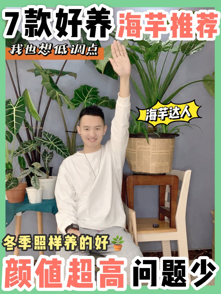 萨利安海芋组合搭配黄叶不长绿天鹅大仙女犀牛类植物凯哥养花肥料