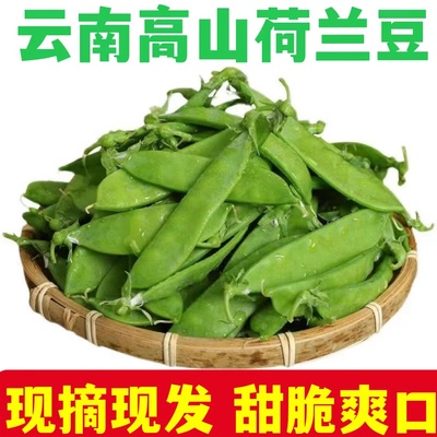 云南高山荷兰豆新鲜蔬菜豌豆荚农家当季青豌豆荚