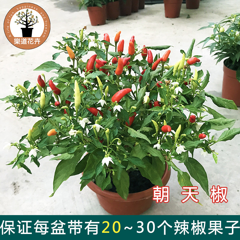 食用辣椒朝天椒盆栽苹果椒线椒家桌面绿植