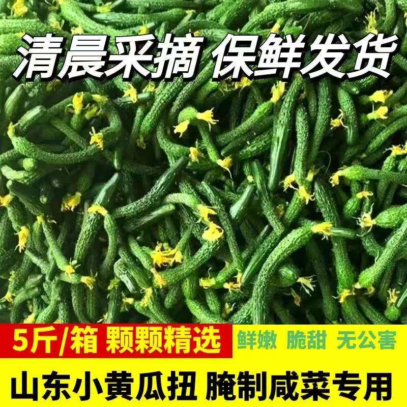山东新鲜小黄瓜拇指粗细现摘脆嫩腌制黄瓜专用没长大的小乳黄瓜