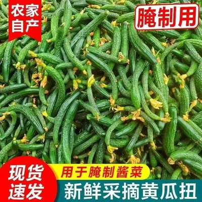 小黄瓜妞山东产地新鲜腌菜专用