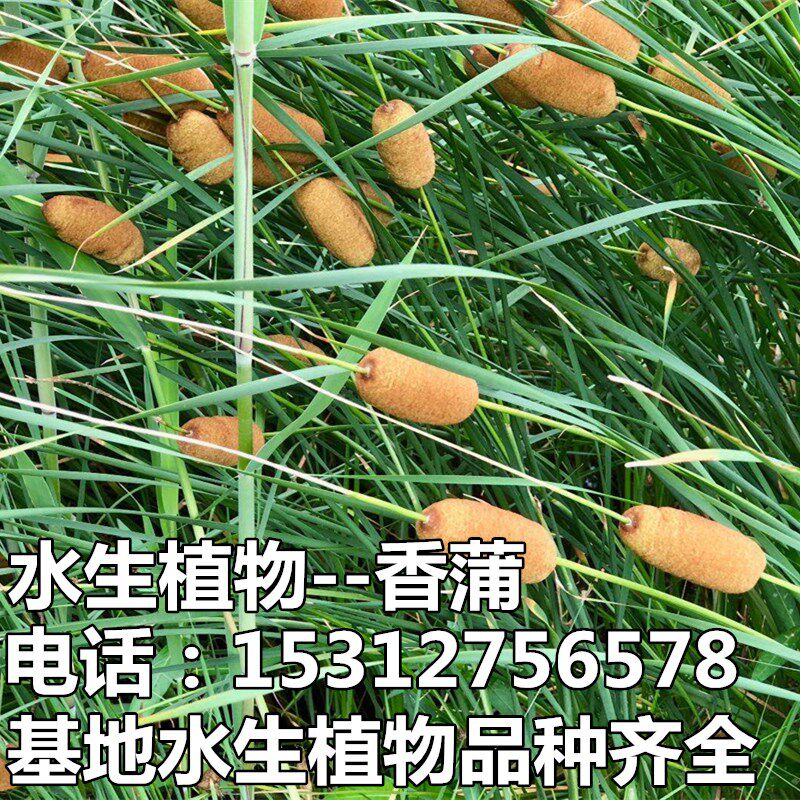 水生植物花卉香蒲苗香蒲根蒲苇苗臭蒲苗池塘造景芦苇苗芦苇根香蒲