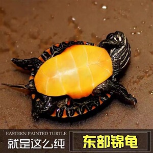 黄耳龟深水龟鱼缸混养