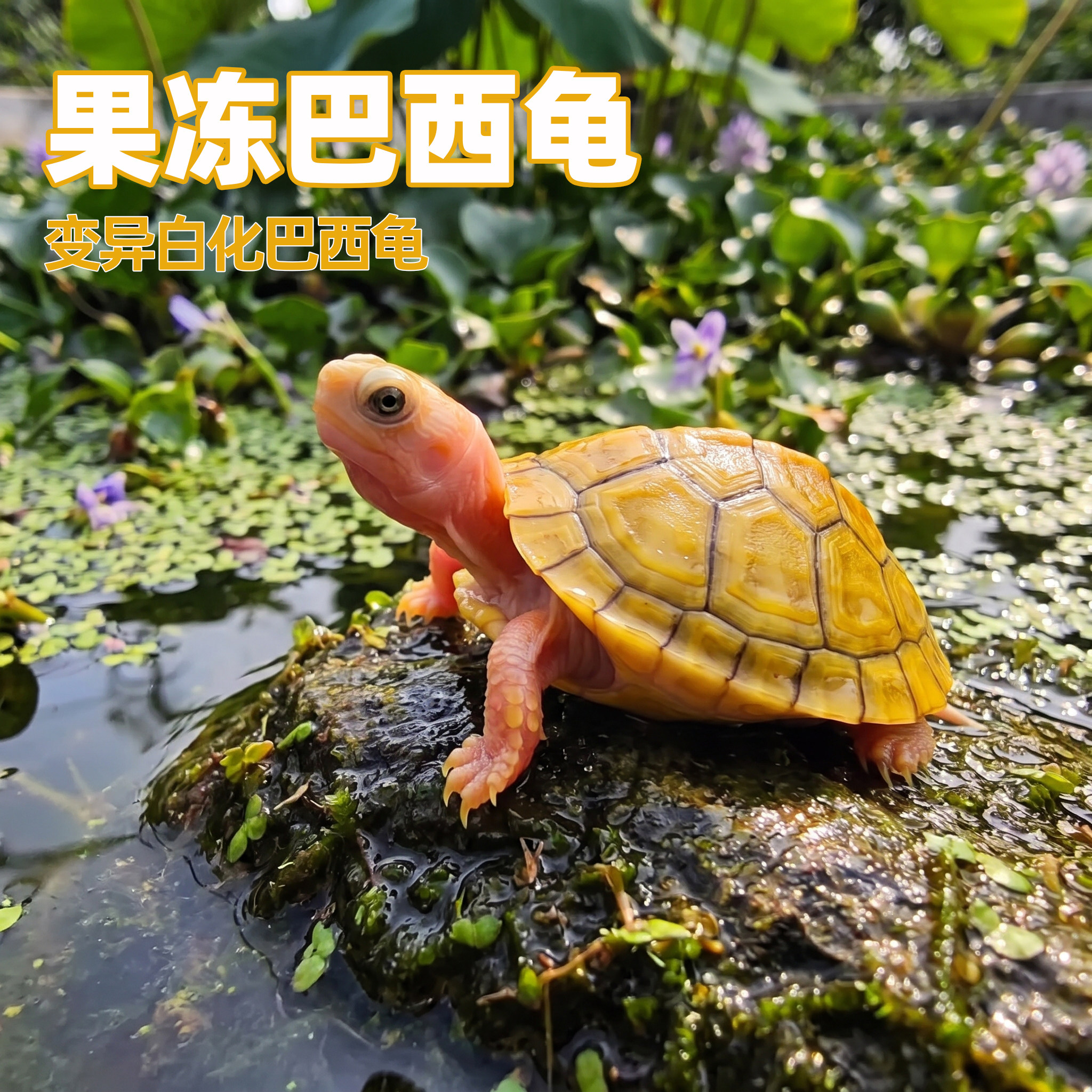 焦糖果冻巴西龟变异乌白化小乌龟活物深水观赏龟活体宠物龟