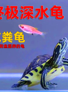 黄耳龟深水鱼缸混养活物稀有火焰